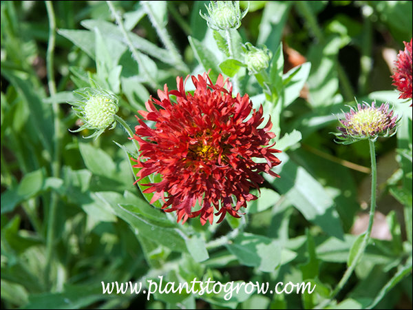 Red Plume Gaillardia (Gaillardia pulchella) | Plants To Grow